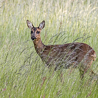 Buy canvas prints of Roe Deer in Tall Gras by Arterra 
