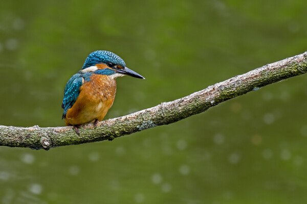 Young Kingfisher Picture Board by Arterra 