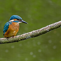 Buy canvas prints of Young Kingfisher by Arterra 