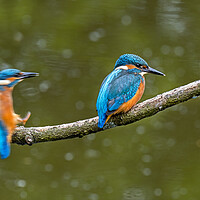 Buy canvas prints of Two Young Kingfishers by Arterra 