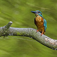Buy canvas prints of Kingfisher Male by Arterra 