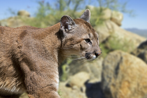 Puma in the Sonoran Desert Picture Board by Arterra 
