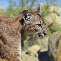 Buy canvas prints of Puma in the Sonoran Desert by Arterra 