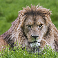 Buy canvas prints of Barbary Lion by Arterra 