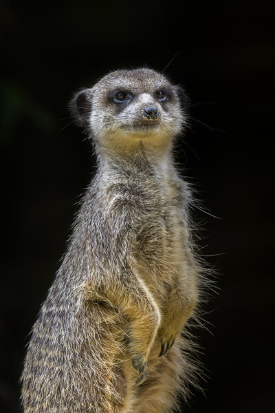 Suricate Sentinel Picture Board by Arterra 