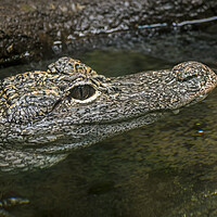 Buy canvas prints of Chinese Alligator by Arterra 