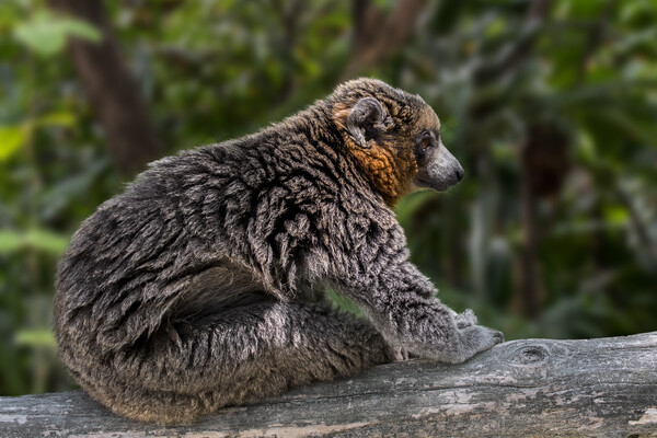 Mongoose Lemur Picture Board by Arterra 