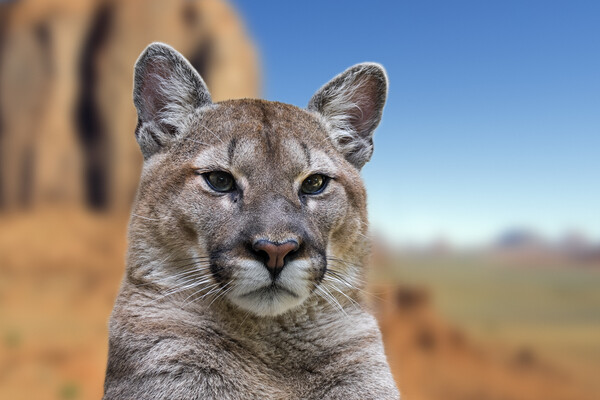Cougar in Arizona Picture Board by Arterra 