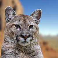 Buy canvas prints of Cougar in Arizona by Arterra 
