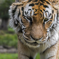 Buy canvas prints of Siberian Tiger in Wood by Arterra 