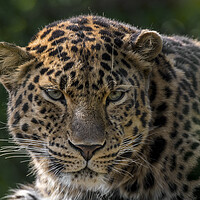 Buy canvas prints of Amur Leopard by Arterra 