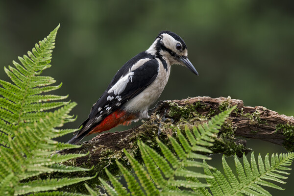 Great Spotted Woodpecker Picture Board by Arterra 