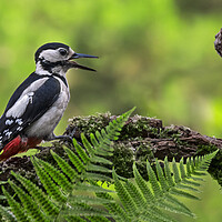 Buy canvas prints of Great Spotted Woodpecker Calling by Arterra 