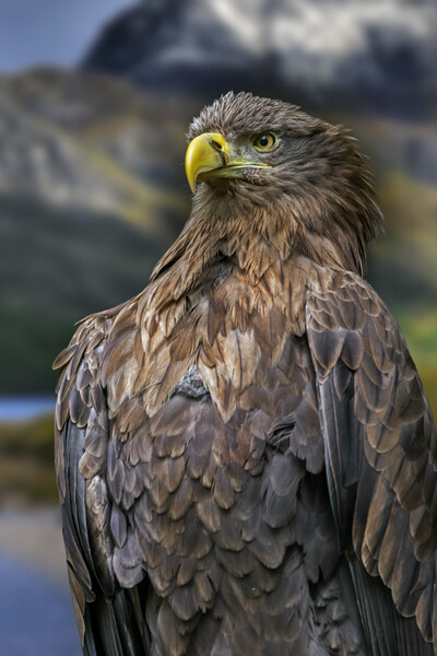 White-Tailed Eagle Picture Board by Arterra 