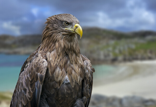 White-Tailed Eagle in Scotland Picture Board by Arterra 
