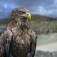 Buy canvas prints of White-Tailed Eagle in Scotland by Arterra 