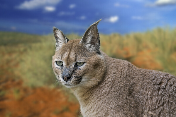 Caracal Picture Board by Arterra 