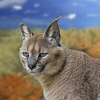 Buy canvas prints of Caracal by Arterra 