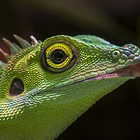 Buy canvas prints of Green Crested Lizard by Arterra 