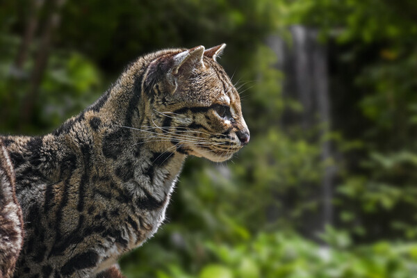 Margay In Tropical Forest Picture Board by Arterra 
