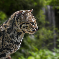 Buy canvas prints of Margay In Tropical Forest by Arterra 