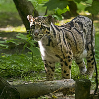 Buy canvas prints of Mainland Clouded Leopard by Arterra 