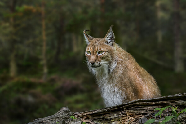 East Siberian Lynx Picture Board by Arterra 