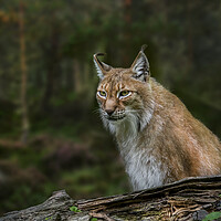 Buy canvas prints of East Siberian Lynx by Arterra 