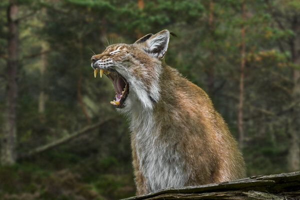 Yawning Lynx Picture Board by Arterra 