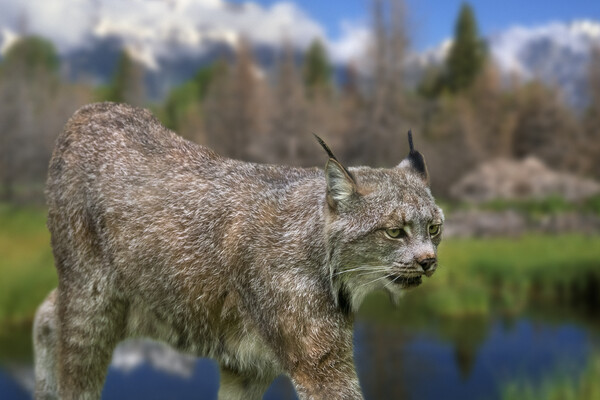 Canada Lynx Picture Board by Arterra 