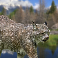 Buy canvas prints of Canada Lynx by Arterra 