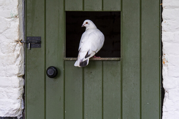 White Pigeon Picture Board by Arterra 