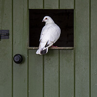 Buy canvas prints of White Pigeon by Arterra 