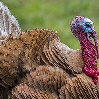 Buy canvas prints of Red Ardennes Turkey by Arterra 