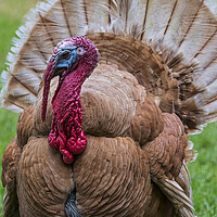 Buy canvas prints of Ardennes Red Turkey by Arterra 
