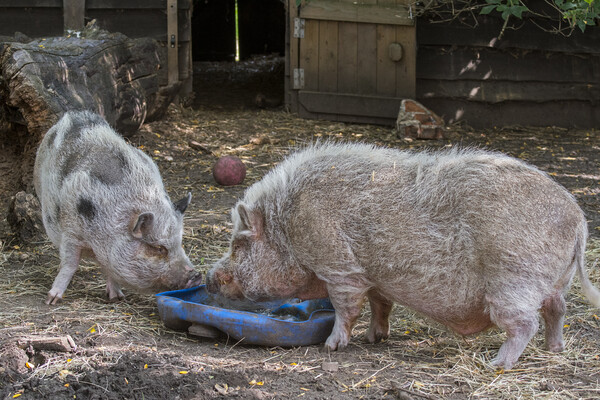 Two Miniature Pigs at Farm Picture Board by Arterra 