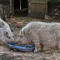 Buy canvas prints of Two Miniature Pigs at Farm by Arterra 