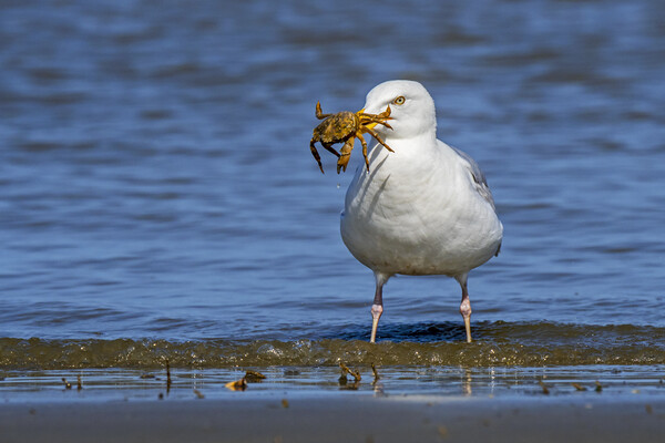 Herring Gull with Crab Picture Board by Arterra 