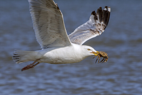 Seagull Flying Away with Crab Picture Board by Arterra 
