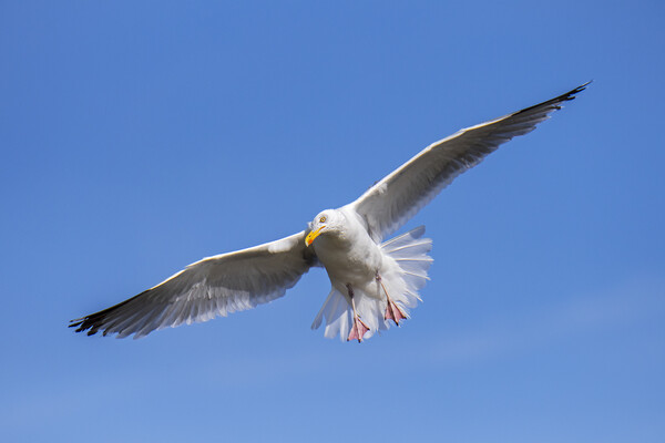 Herring Gull Landing Picture Board by Arterra 