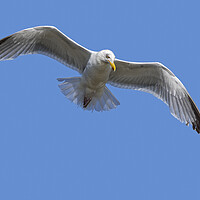 Buy canvas prints of  European Herring Gull in Flight by Arterra 
