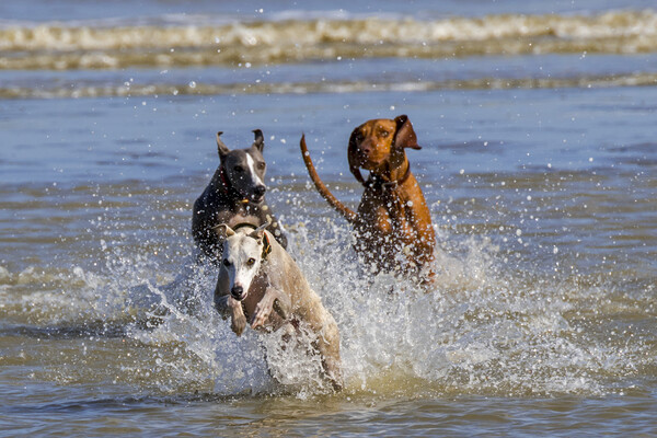 Three Running Dogs on the Beach Picture Board by Arterra 