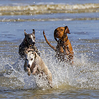 Buy canvas prints of Three Running Dogs on the Beach by Arterra 