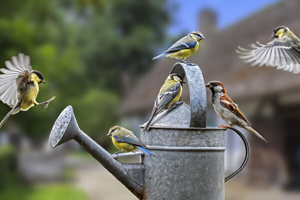 Garden Birds on Watering Can Picture Board by Arterra 