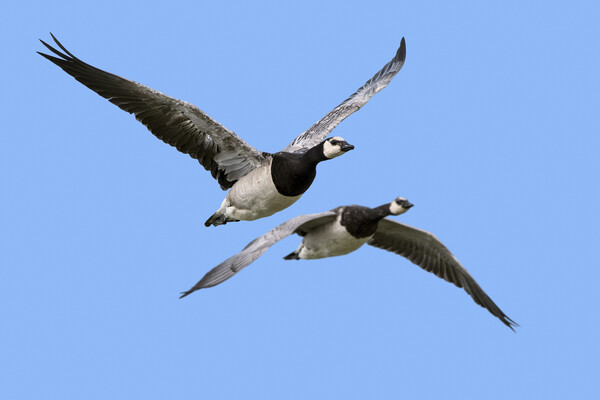 Two Barnacle Geese in Flight Picture Board by Arterra 