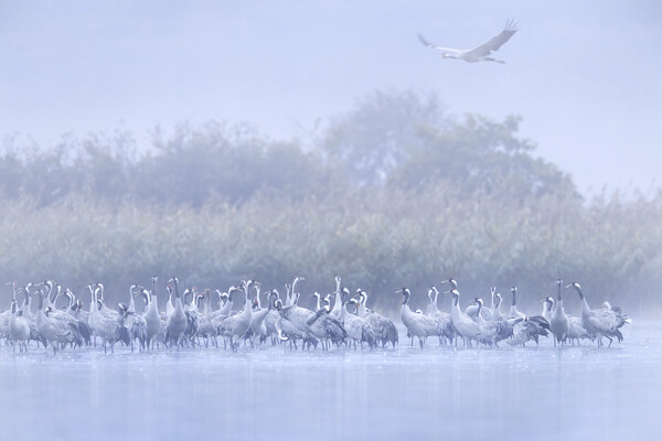 Cranes in the Mist Picture Board by Arterra 