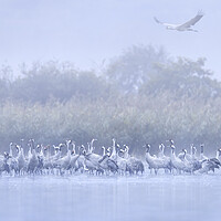 Buy canvas prints of Cranes in the Mist by Arterra 
