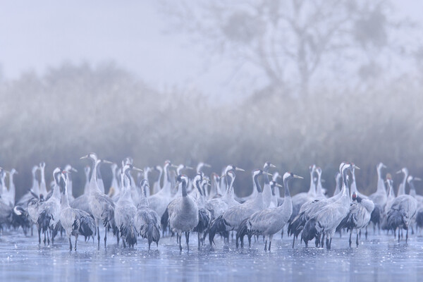 Flock of Cranes in the Mist Picture Board by Arterra 