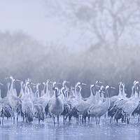 Buy canvas prints of Flock of Cranes in the Mist by Arterra 