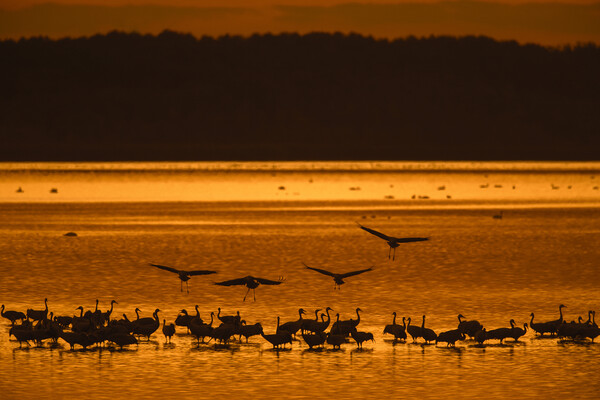 Cranes Roosting at Sunset Picture Board by Arterra 